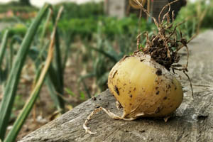 An image for Winterslow Parish Council website showing an onion