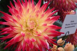 An image for Winterslow Parish Council website showing a dahlia